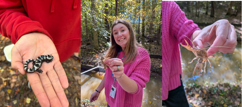 Three images of Alexa Epstein and her student studying stream organisms. In the left hand side of the image, there is a close up of a hand with a black lizard in it, with a person in a red sweater. In the middle of the image is Alexa smiling in a stream holding a crayfish in a pink sweater, and the last image is a close-up of Alexandra's hand holding the crayfish.